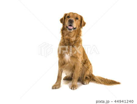 Dark male golden retriever dog male sitting 44941240