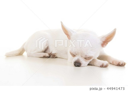 Sleeping chihuahua seen from the side 44941473
