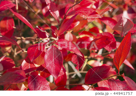 ブルーベリーの紅葉の写真素材