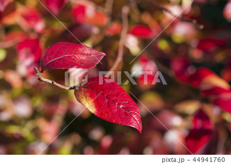 ブルーベリーの紅葉 44941760