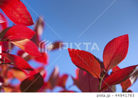 ブルーベリーの紅葉 44941763