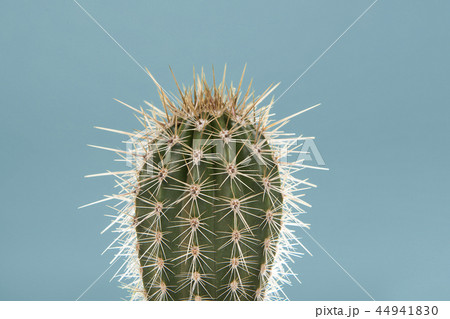 Single cactus plant on a soft blue background Single cactus plant on a soft blue background 44941830