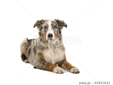 Lying down odd eyed australian shepherd dog 44941832