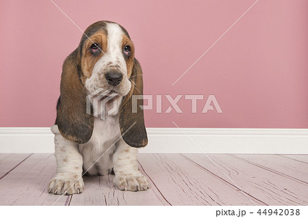 Basset hound puppy sitting in a pink living room Basset hound puppy sitting in a pink living room 44942038