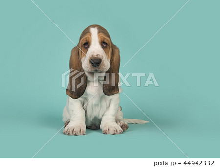 Sitting basset hound puppy on a blue background 44942332