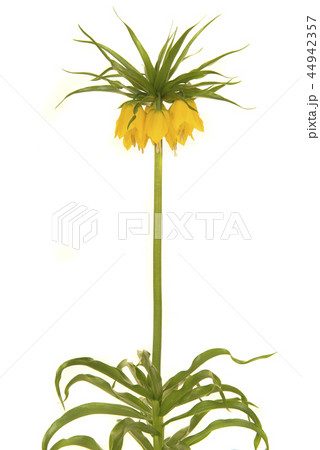 Single blooming yellow crown imperial flowers 44942357