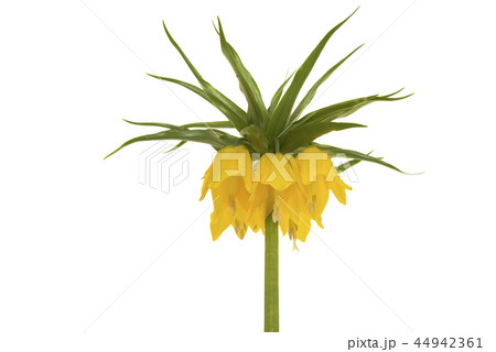 Blooming yellow crown imperial flower head Blooming yellow crown imperial flower head 44942361
