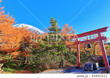 富士山　奥庭から見た黄葉 44942421