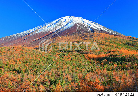 富士山　奥庭から見た黄葉 44942422