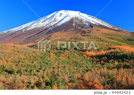 富士山　奥庭から見た黄葉 44942423