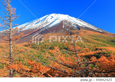 富士山　奥庭から見た黄葉 44942425