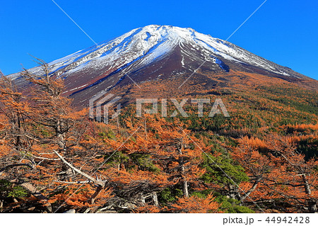 富士山 奥庭から見た黄葉 富士山 奥庭から見た黄葉 44942428