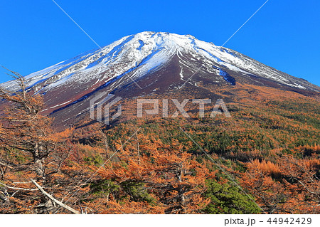 富士山　奥庭から見た黄葉 44942429