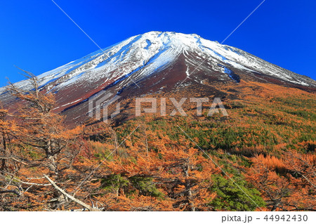 富士山　奥庭から見た黄葉 44942430