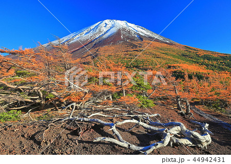 富士山 奥庭から見た黄葉 富士山 奥庭から見た黄葉 44942431
