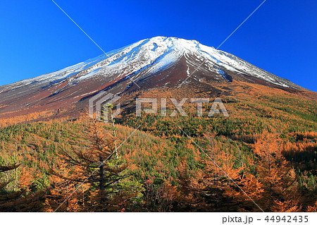 富士山　奥庭から見た黄葉 44942435