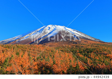 富士山 奥庭から見た黄葉 富士山 奥庭から見た黄葉 44942439