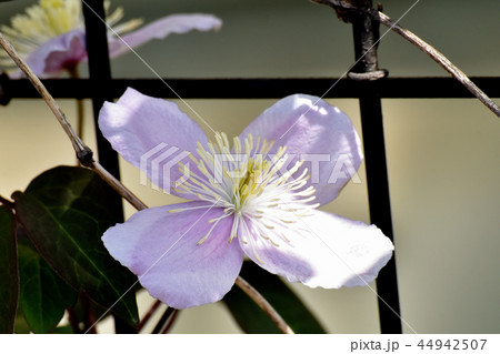 三鷹中原に咲く薄紫色のクレマチス 44942507