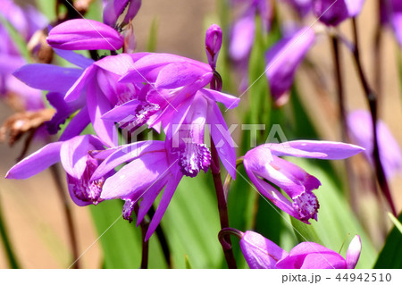 三鷹中原に咲くシラン（紫蘭） 44942510