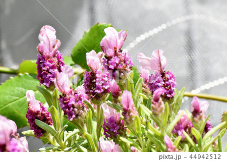 三鷹中原に咲くフレンチラベンダー 三鷹中原に咲くフレンチラベンダー 44942512