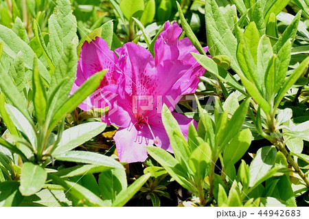 三鷹中原に咲くピンクのヒラドツツジ 三鷹中原に咲くピンクのヒラドツツジ 44942683