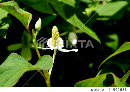 三鷹中原に咲くドクダミの花 三鷹中原に咲くドクダミの花 44942688