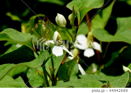 三鷹中原に咲くドクダミの花 44942689