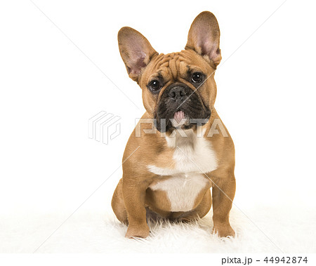 Brown french bulldog sitting on a fur blanket 44942874