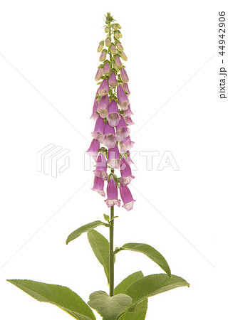 Pink blooming foxglove flower 44942906