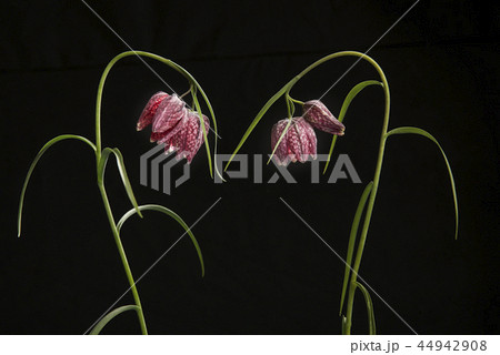 Blooming elegant snakes head fritillary flowers 44942908