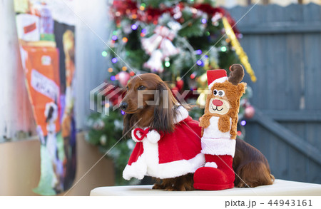 クリスマスを楽しむダックスフンド クリスマスを楽しむダックスフンド 44943161