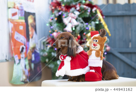 クリスマスを楽しむダックスフンド 44943162