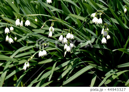 三鷹中原に咲くスノーフレーク 44943327