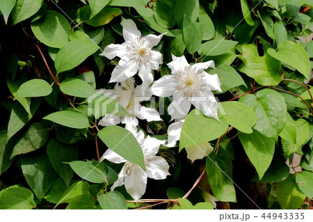 三鷹中原に咲くクレマチス 44943335