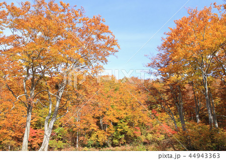 秋のなべくら高原　ブナの森 44943363