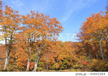 秋のなべくら高原　ブナの森 44943364