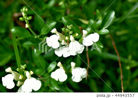 三鷹中原に咲くサルビアミクロフィラ 三鷹中原に咲くサルビアミクロフィラ 44943557