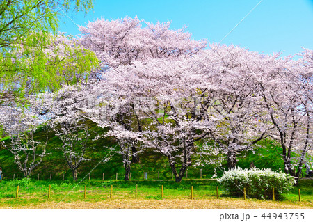桜景　さきたま古墳公園 44943755