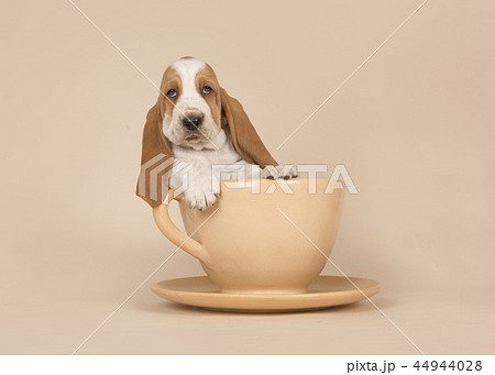 Cute basset hound puppy in a cup and saucer Cute basset hound puppy in a cup and saucer 44944028