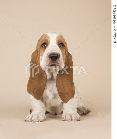 sitting basset hound puppy on a creme background sitting basset hound puppy on a creme background 44944031