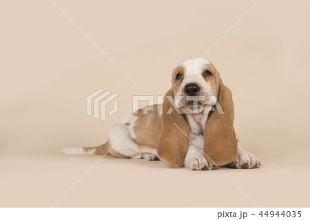 Cute basset hound puppy lying down Cute basset hound puppy lying down 44944035