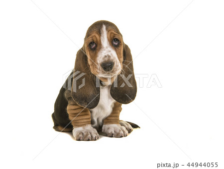 Adorable sad looking tricolor basset hound puppy 44944055