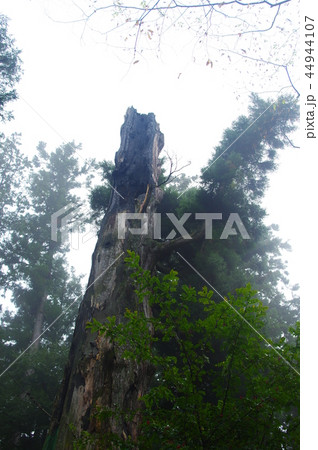 子の権現天龍寺の二本杉 44944107
