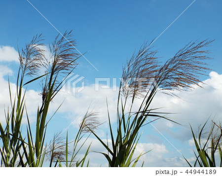 秋風に葦の穂がなびいています 44944189