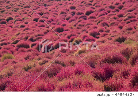 コキア　紅葉　一面 44944307