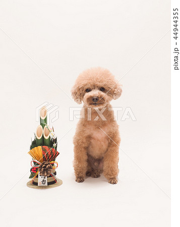 門松とお座りしたトイプードル 44944355