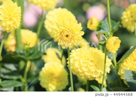 ダリアの花 44944368