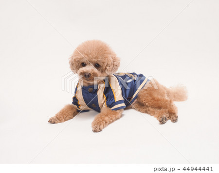 スカジャンを着たトイプードル 44944441