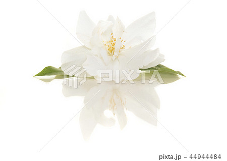 Blooming single Jasmine flower 44944484