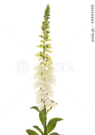 White blooming foxglove flower White blooming foxglove flower 44944489